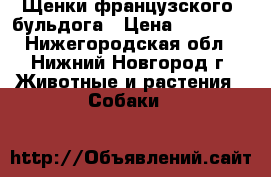 Щенки французского  бульдога › Цена ­ 20 000 - Нижегородская обл., Нижний Новгород г. Животные и растения » Собаки   